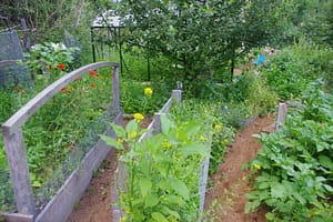 Jardin potager en permaculture au Belchenbach 